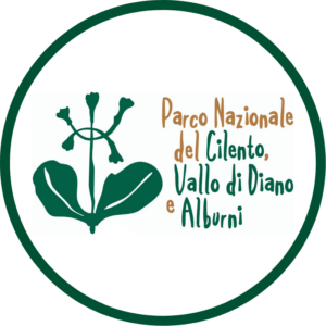 Primula di Palinuro